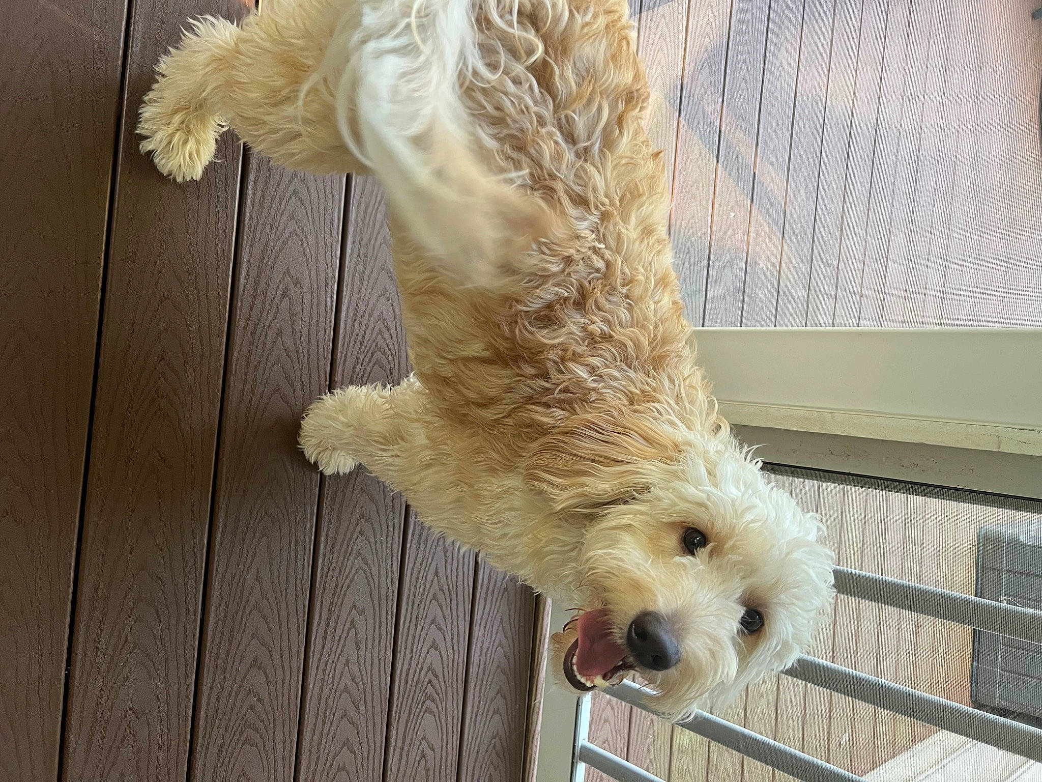 Kash joined the competition — help win amazing prizes! canidae, carnivore, claw, cockapoo, companion_dog, dog, dog_breed, dog_supply, door, fawn, fur, labradoodle, poodle_crossbreed, small_terrier, snout, sporting_group, tail, terrier, toy_dog, wood