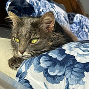 Choupetta a rejoint le concours — aidez-le/la à gagner de superbes lots ! animal, blanket, blue, cat, closeup, cozy, ear, face, feline, floral_pattern, fur, gray_cat, indoor, pet, relaxed, resting, sunlight, whiskers, white, yellow_eyes