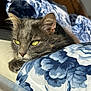 animal, blanket, blue, cat, closeup, cozy, ear, face, feline, floral_pattern, fur, gray_cat, indoor, pet, relaxed, resting, sunlight, whiskers, white, yellow_eyes