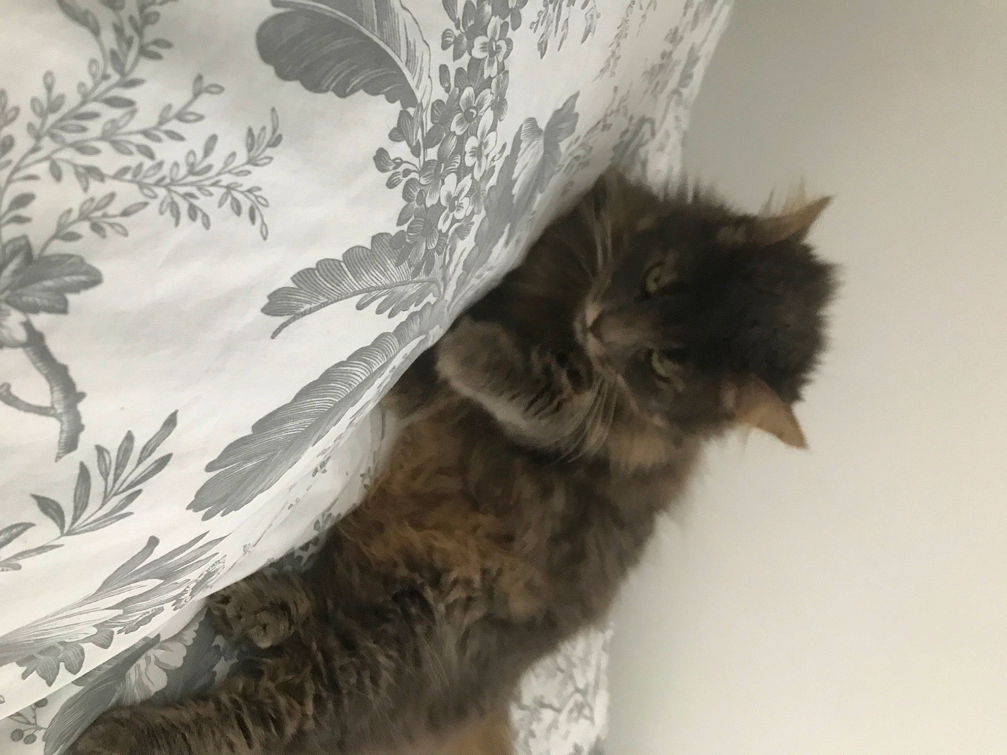 Choupetta a rejoint le concours — aidez-le/la à gagner de superbes lots ! carnivore, cat, claw, domestic_short_haired_cat, felidae, fur, grey, liver, monochrome, monochrome_photography, pattern, paw, room, small_to_medium_sized_cats, tail, terrestrial_animal, whiskers, window