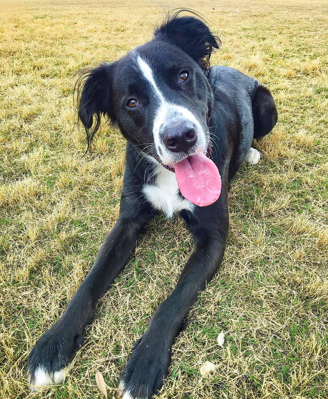 Chance joined the competition — help win amazing prizes! adventure, australian_collie, borador, border_collie, canidae, carnivore, companion_dog, dog, dog_breed, eurohound, grass, herding_dog, hunting_dog, mammal, mcnab, rare_breed_dog, sporting_group, stabyhoun, vertebrate, working_dog