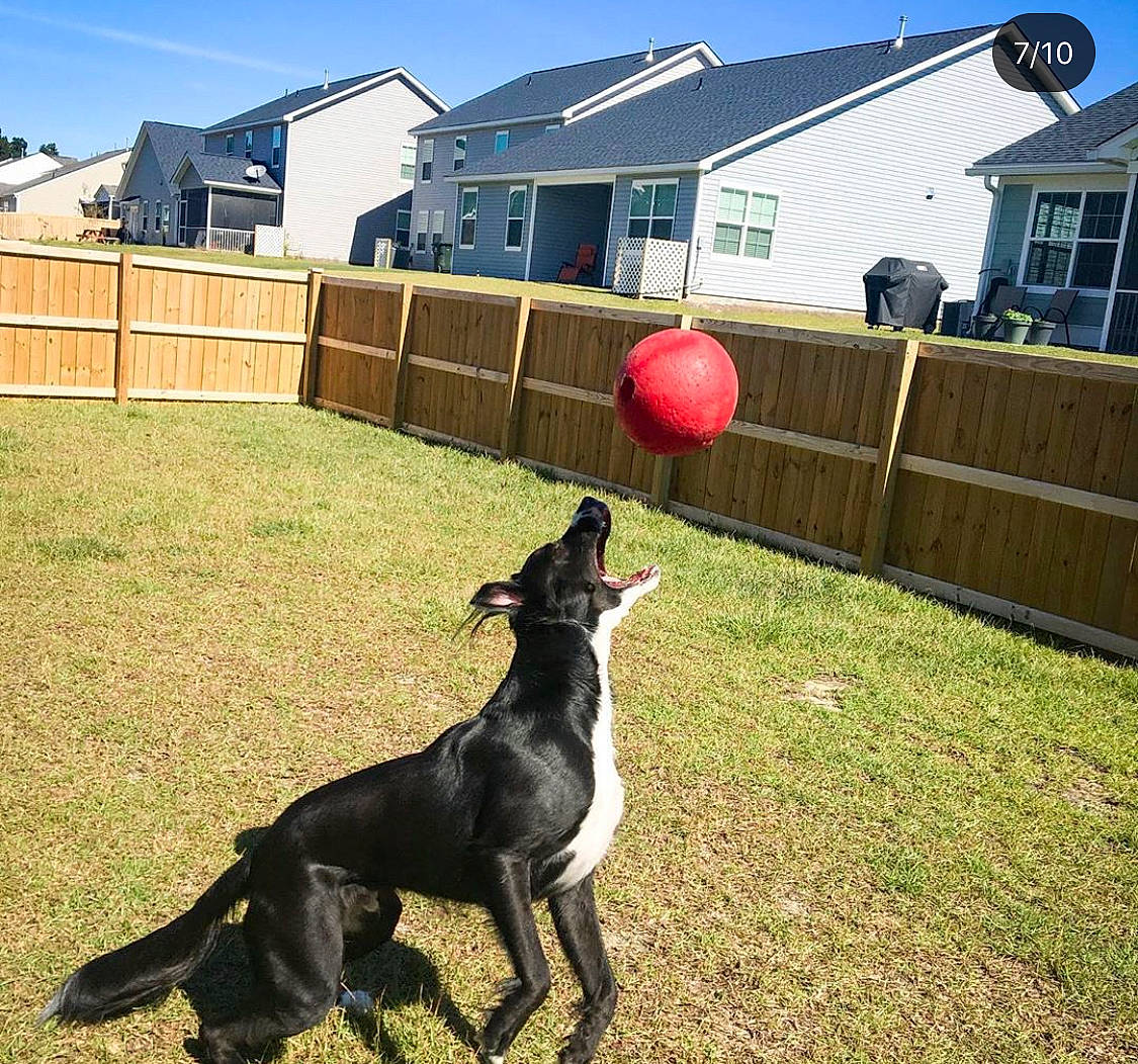 Chance is registered to the contest to win money with this photo: backyard, canidae, carnivore, dog, dog_breed, fence, great_dane, greyhound, guard_dog, house, lawn, mammal, non_sporting_group, obedience_training, sporting_group, vertebrate, yard