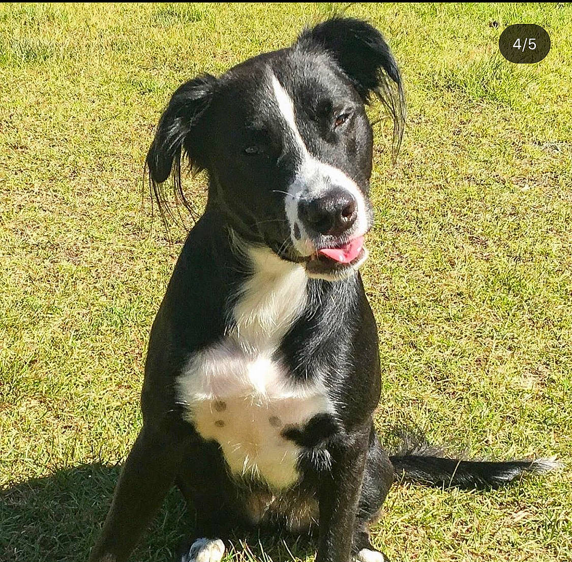 Chance joined the competition — help win amazing prizes! australian_collie, borador, border_collie, canidae, carnivore, companion_dog, dog, dog_breed, herding_dog, mammal, mcnab, plant, rare_breed_dog, snout, sporting_group, vertebrate, working_dog