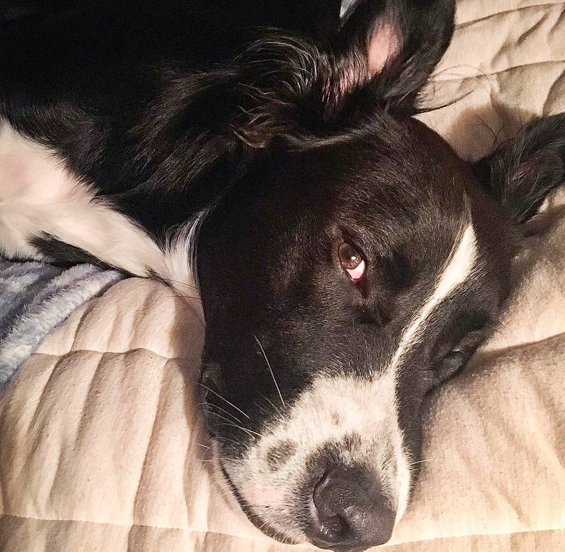 Chance is registered to the contest to win money with this photo: black_and_white, borador, border_collie, canidae, carnivore, close_up, dog, dog_breed, ear, eye, head, mammal, mcnab, nose, sky, snout, sporting_group, stabyhoun, vertebrate, whiskers