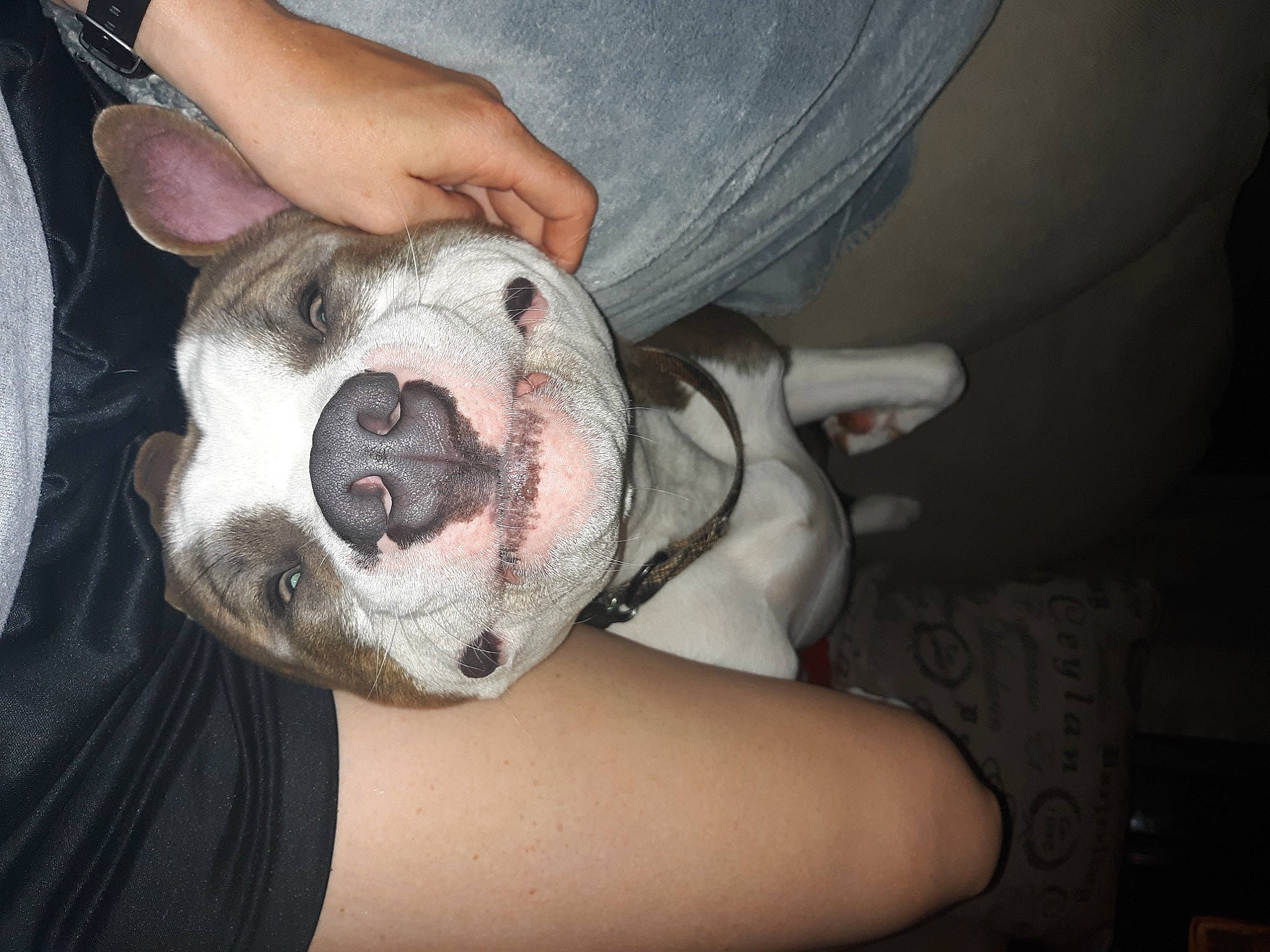 Gatsby is registered to the contest to win money with this photo: canidae, carnivore, comfort, companion_dog, dog, dog_breed, fawn, fur, guard_dog, non_sporting_group, puppy_love, snout, sporting_group, toy_dog, whiskers