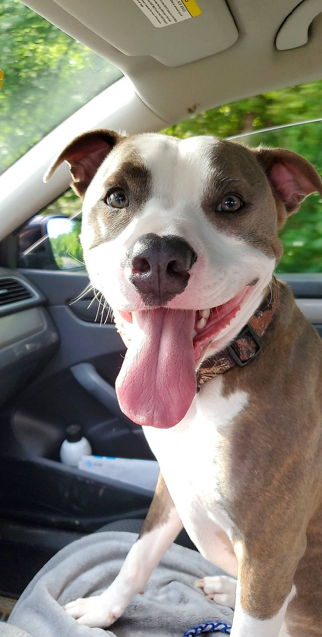 Gatsby joined the competition — help win amazing prizes! automotive_mirror, canidae, car, carnivore, collar, companion_dog, dog, dog_breed, dog_collar, fawn, rear_view_mirror, snout, sporting_group, steering_wheel, vehicle, vehicle_door, whiskers, window, windshield, working_animal