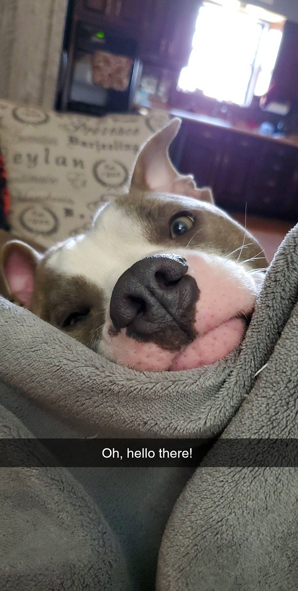 Gatsby joined the competition — help win amazing prizes! canidae, carnivore, comfort, companion_dog, dog, dog_breed, ear, eyelash, fawn, felidae, fur, grey, jaw, picture_frame, snout, sporting_group, television, whiskers, working_animal, wrinkle