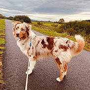 Vico a rejoint le concours — aidez-le/la à gagner de superbes lots ! dog, australian_shepherd, leash, path, outdoor, cloudy_sky, grass, greenery, fur, pet, canine, walking, nature, animal, pavement, landscape, brown, white, curious, fluffy