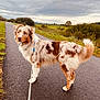 dog, australian_shepherd, leash, path, outdoor, cloudy_sky, grass, greenery, fur, pet, canine, walking, nature, animal, pavement, landscape, brown, white, curious, fluffy