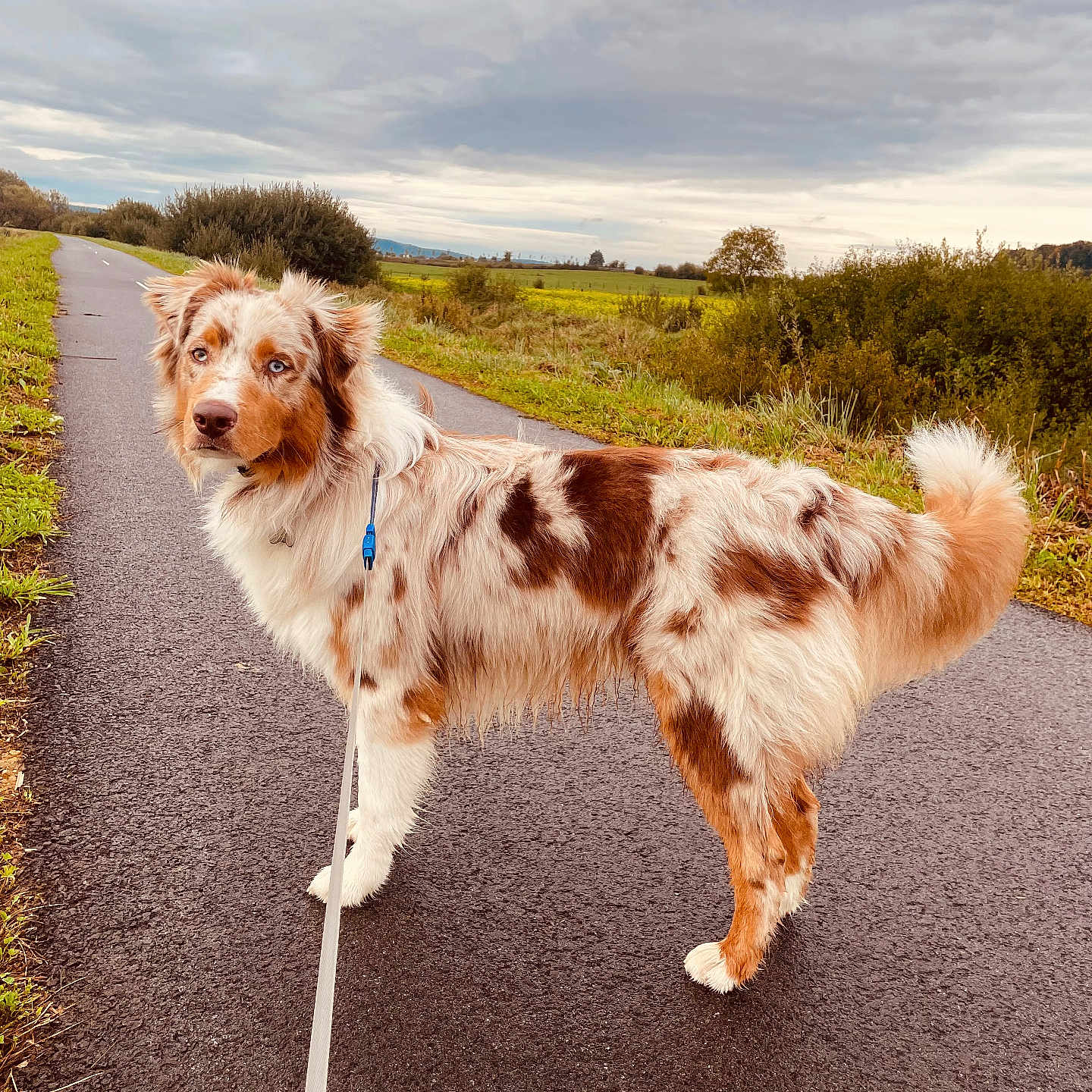 Vico a rejoint le concours — aidez-le/la à gagner de superbes lots ! animal, australian_shepherd, brown, canine, cloudy_sky, curious, dog, fluffy, fur, grass, greenery, landscape, leash, nature, outdoor, path, pavement, pet, walking, white