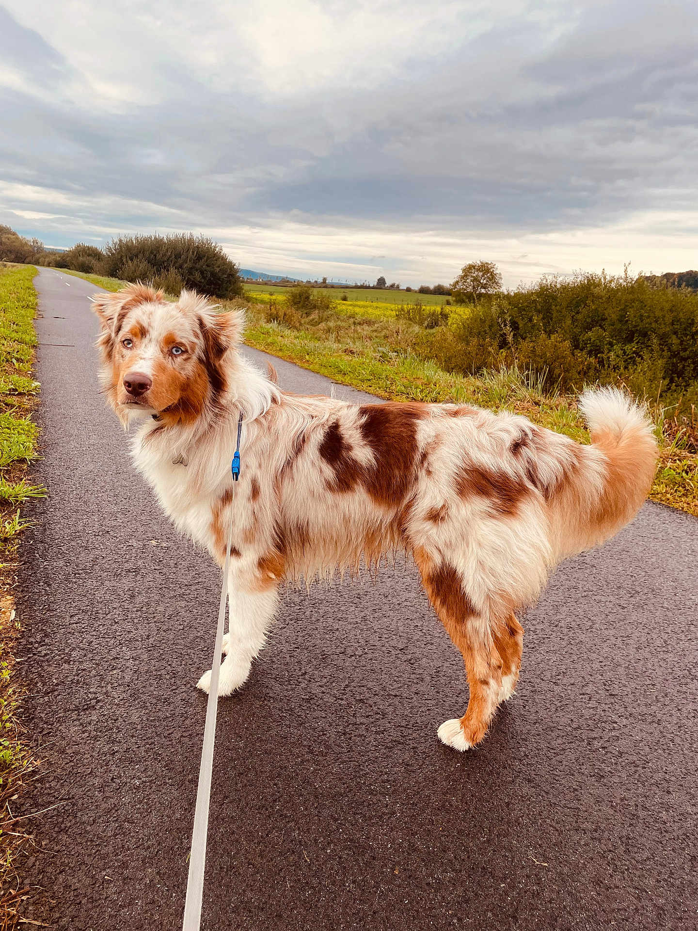 Vico a rejoint le concours — aidez-le/la à gagner de superbes lots ! dog, australian_shepherd, leash, path, outdoor, cloudy_sky, grass, greenery, fur, pet, canine, walking, nature, animal, pavement, landscape, brown, white, curious, fluffy