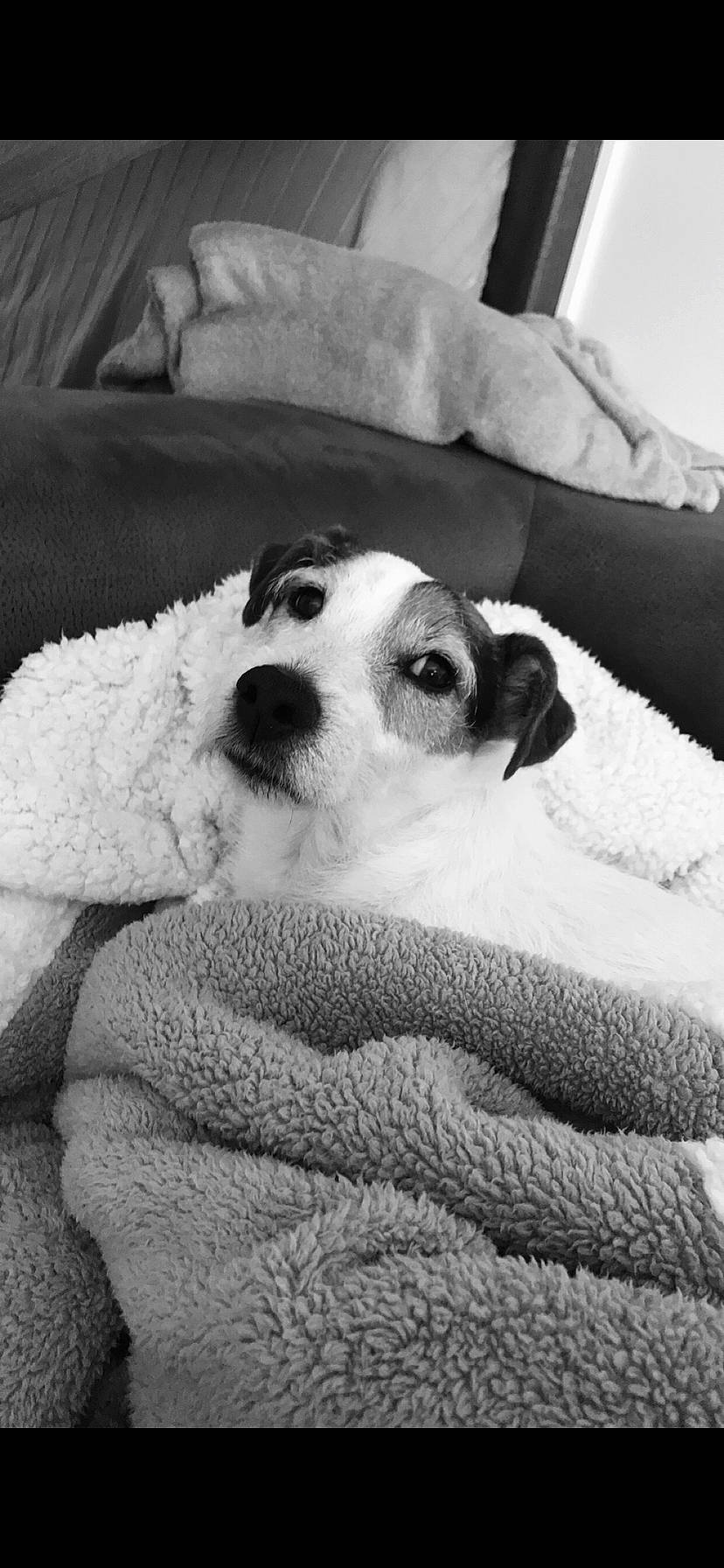 Boogie participe au concours pour gagner de l'argent avec cette photo : bedding, black_and_white, blanket, canidae, carnivore, companion_dog, dog, dog_breed, jack_russell_terrier, linens, parson_russell_terrier, photography, pillow, puppy, puppy_love, russell_terrier, snout