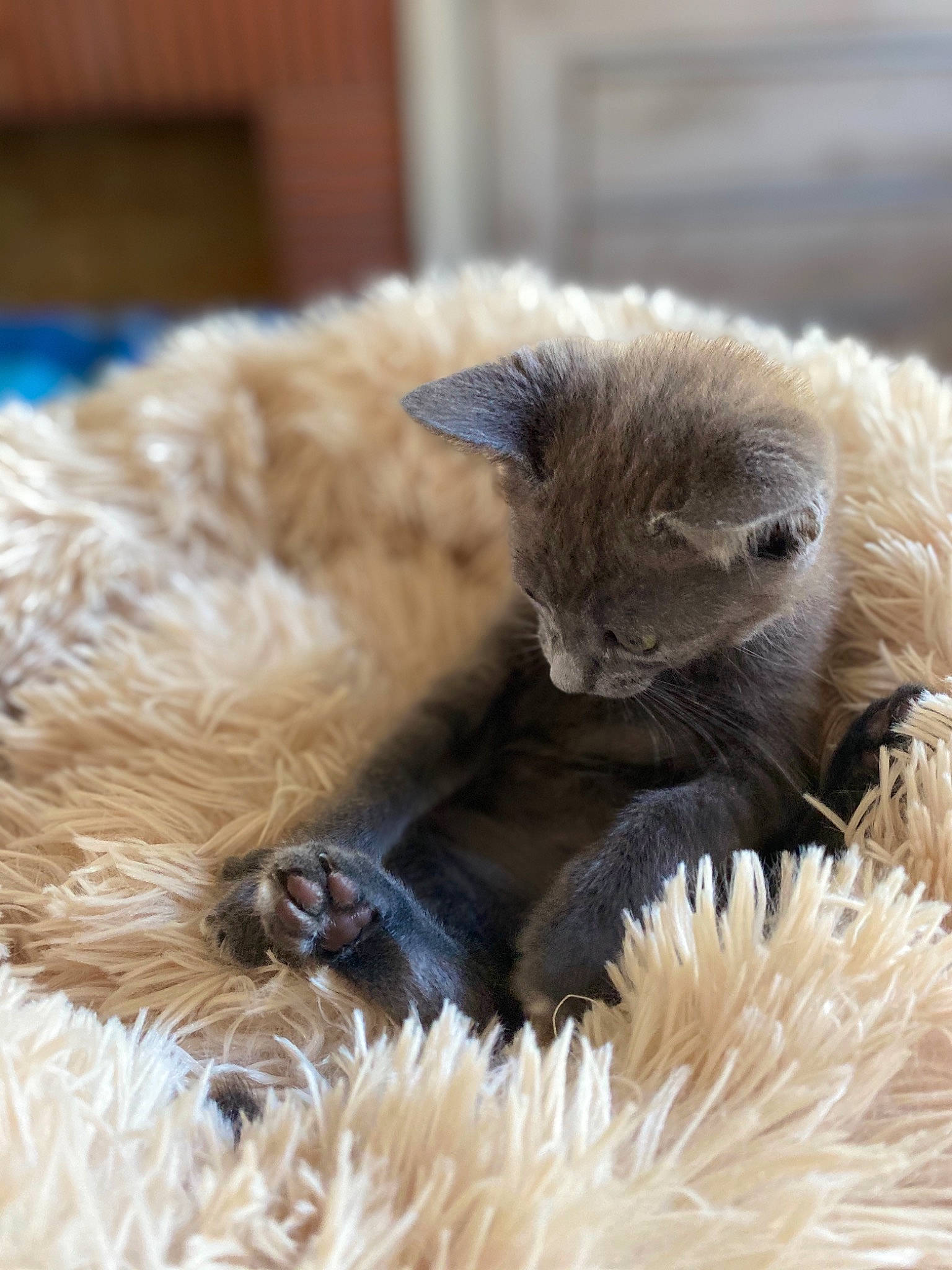 Romy participe au concours pour gagner de l'argent avec cette photo : british_longhair, british_shorthair, carnivore, cat, claw, fawn, felidae, fur, kitten, laperm, maine_coon, mammal, nebelung, russian_blue, selkirk_rex, small_to_medium_sized_cats, vertebrate, whiskers