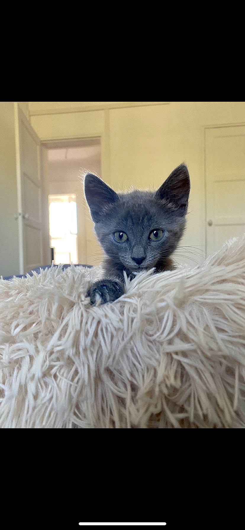 Romy participe au concours pour gagner de l'argent avec cette photo : asian, carnivore, cat, chartreux, devon_rex, domestic_short_haired_cat, ear, fawn, felidae, german_rex, kitten, korat, mammal, nebelung, russian_blue, small_to_medium_sized_cats, vertebrate, whiskers