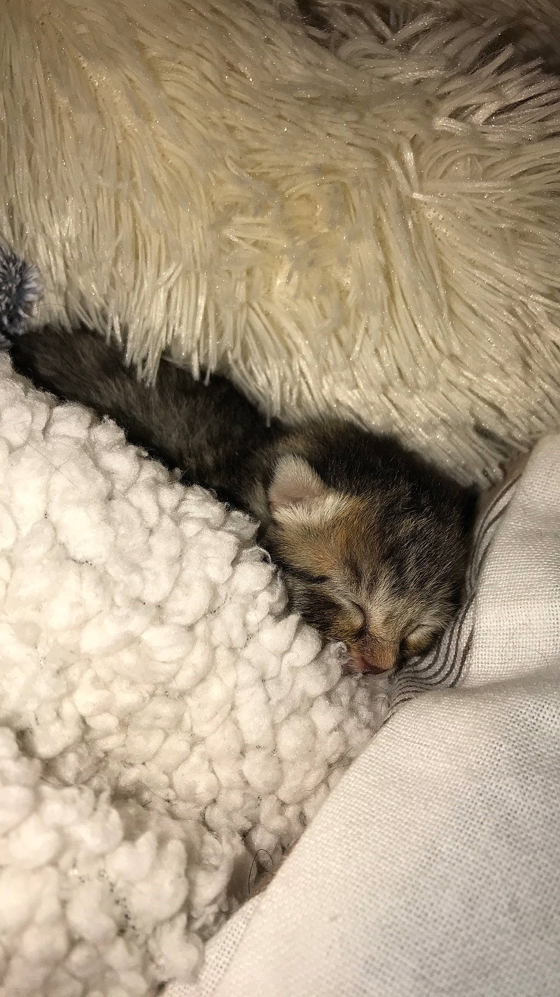 Oyana participe au concours pour gagner de l'argent avec cette photo : carnivore, cat, claw, fawn, felidae, fur, kitten, nap, paw, ragdoll, sleep, small_to_medium_sized_cats, snout, tail, whiskers