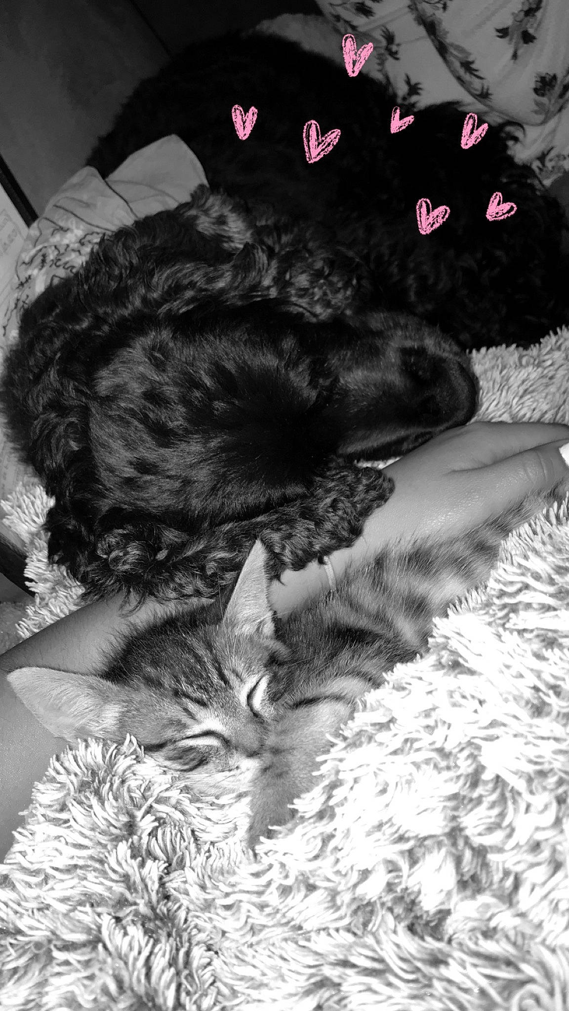 Oyana participe au concours pour gagner de l'argent avec cette photo : black_and_white, carnivore, cat, felidae, kitten, nap, sleep, small_to_medium_sized_cats