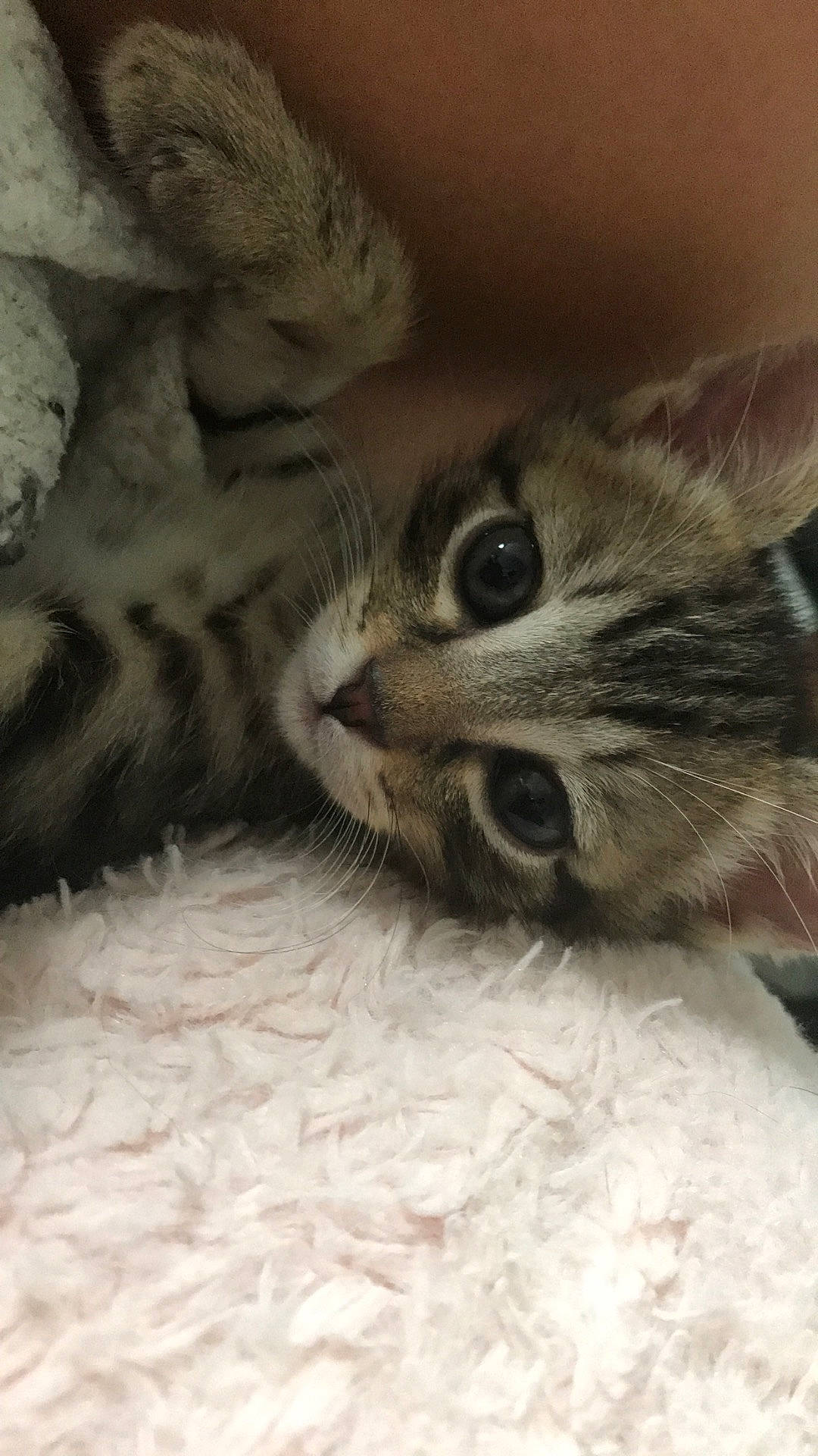 Oyana participe au concours pour gagner de l'argent avec cette photo : american_shorthair, asian, carnivore, cat, claw, domestic_short_haired_cat, dragon_li, european_shorthair, eye, felidae, fur, kitten, mammal, pixie_bob, polydactyl_cat, siberian, small_to_medium_sized_cats, snout, tabby_cat, whiskers