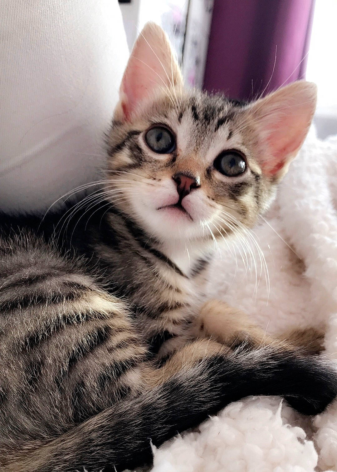 Oyana participe au concours pour gagner de l'argent avec cette photo : aegean_cat, american_shorthair, american_wirehair, asian, australian_mist, carnivore, cat, domestic_short_haired_cat, dragon_li, european_shorthair, eye, felidae, fur, kitten, mammal, small_to_medium_sized_cats, snout, tabby_cat, vertebrate, whiskers