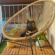 Poupette a rejoint le concours — aidez-le/la à gagner de superbes lots ! animal, balcony, cat, chair, daylight, decor, domestic_cat, feline, furniture, home, outdoor, pet, plant, potted_plants, relaxed, sitting, sunlight, tortoiseshell_cat, wooden_floor, woven_chair