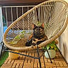 animal, balcony, cat, chair, daylight, decor, domestic_cat, feline, furniture, home, outdoor, pet, plant, potted_plants, relaxed, sitting, sunlight, tortoiseshell_cat, wooden_floor, woven_chair