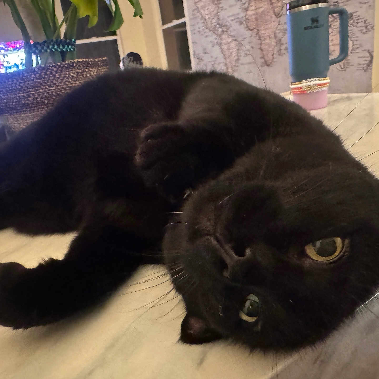 Meow joined the competition — help win amazing prizes! animal, architecture, blackcat, building, cat, computer, computerhardware, electronics, face, furniture, hardware, head, indoors, monitor, panther, pc, person, pet, screen, tv