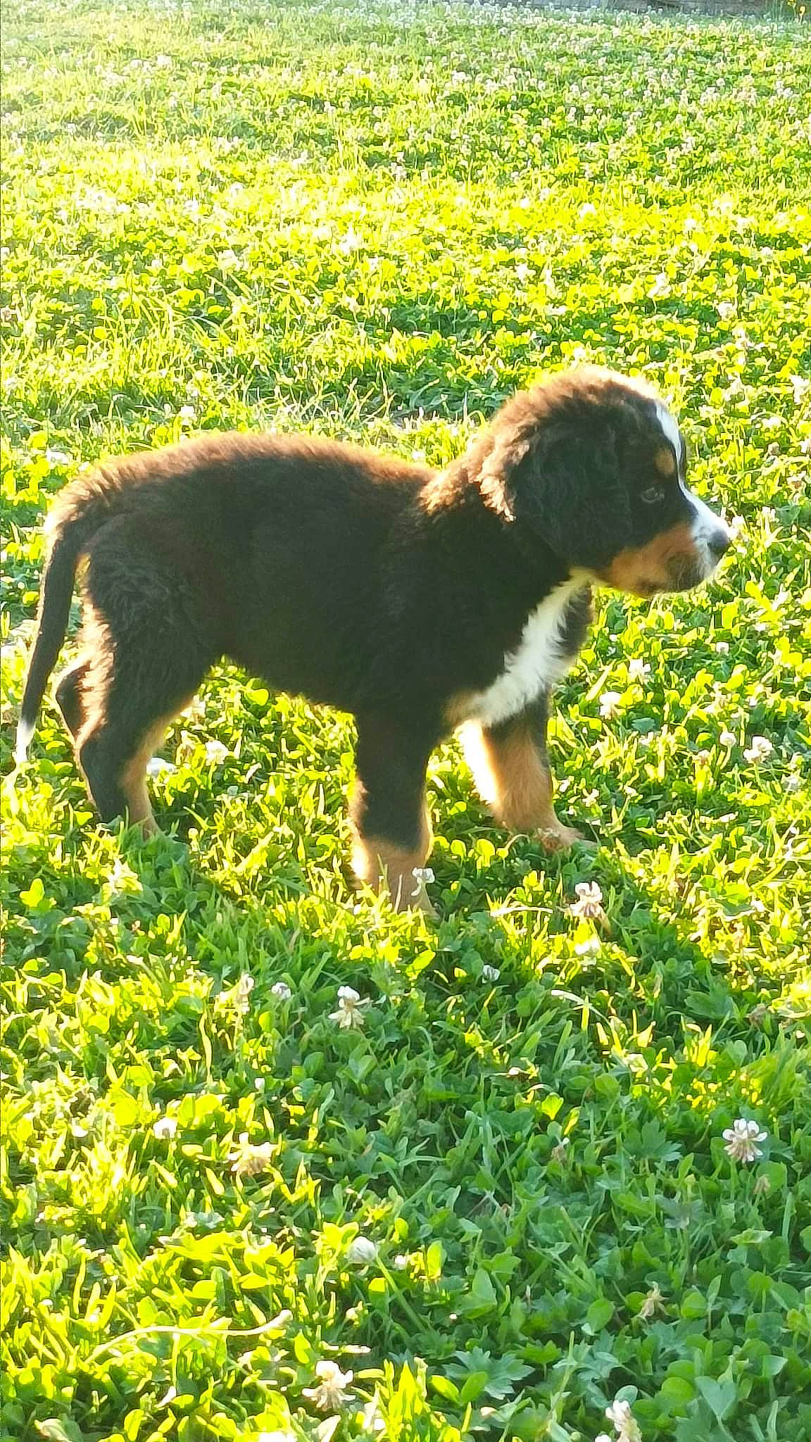 Talya a rejoint le concours — aidez-le/la à gagner de superbes lots ! canidae, carnivore, companion_dog, dog, dog_breed, field, grass, grassland, groundcover, gun_dog, hunting_dog, people_in_nature, plant, shadow, shrub, sporting_group, tail, terrestrial_animal, working_animal, working_dog