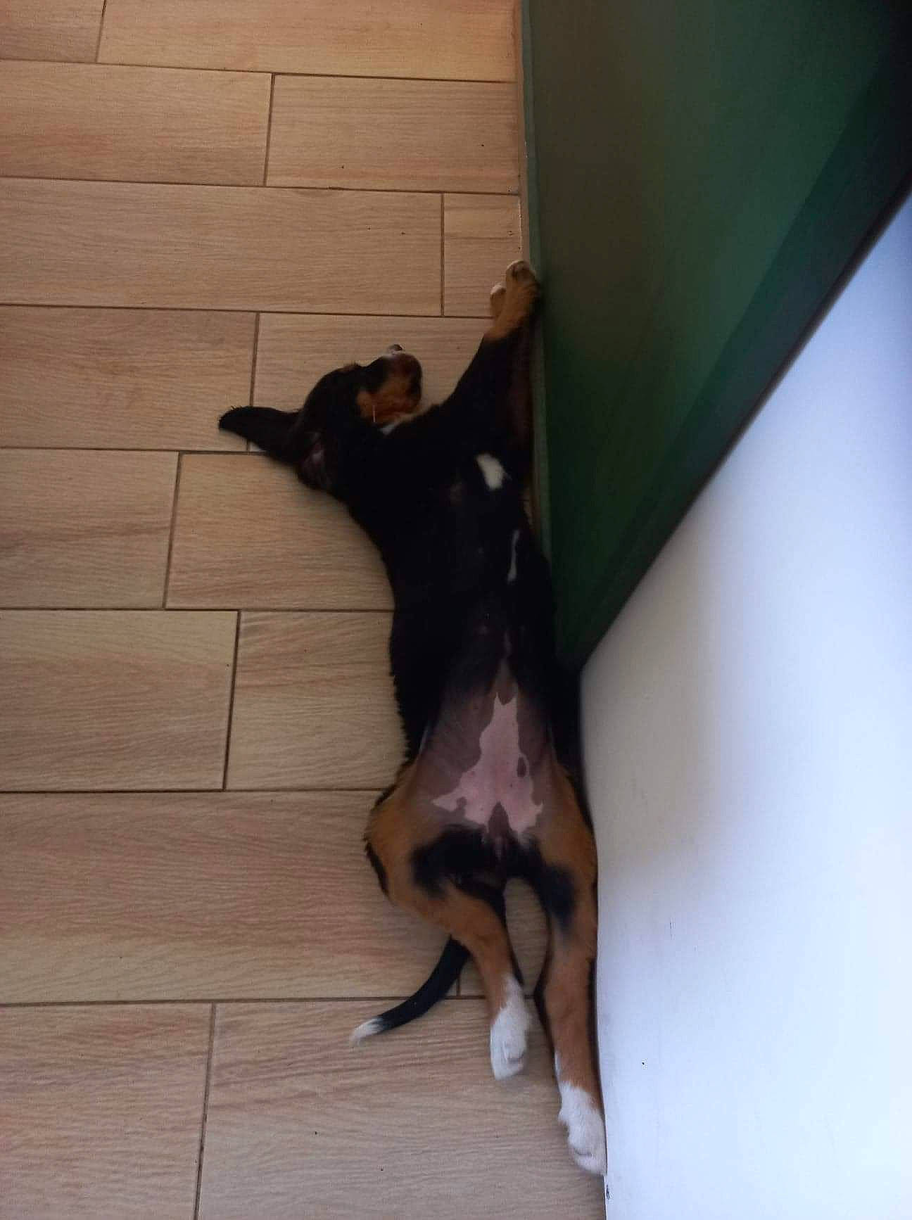 Talya a rejoint le concours — aidez-le/la à gagner de superbes lots ! canidae, carnivore, companion_dog, dobermann, dog, dog_breed, fawn, felidae, flooring, foot, guard_dog, hardwood, human_leg, paw, snout, sporting_group, tail, toy_dog, wood, working_animal