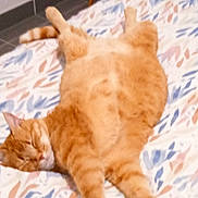 Tigrou a rejoint le concours — aidez-le/la à gagner de superbes lots ! animal, bed, bedspread, cat, cozy, cute, cute_pet, domestic_cat, feline, fur, indoor, orange_tabby, patterned_bedspread, paws, pet, relaxed, resting, sleeping, tail, whiskers