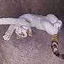 Lily a rejoint le concours — aidez-le/la à gagner de superbes lots ! cat, kitten, sleeping, stretching, white, orange, paw, fur, tail, relaxation, cozy, indoor, cute, pet, animal, soft, resting, peaceful, feline, adorable