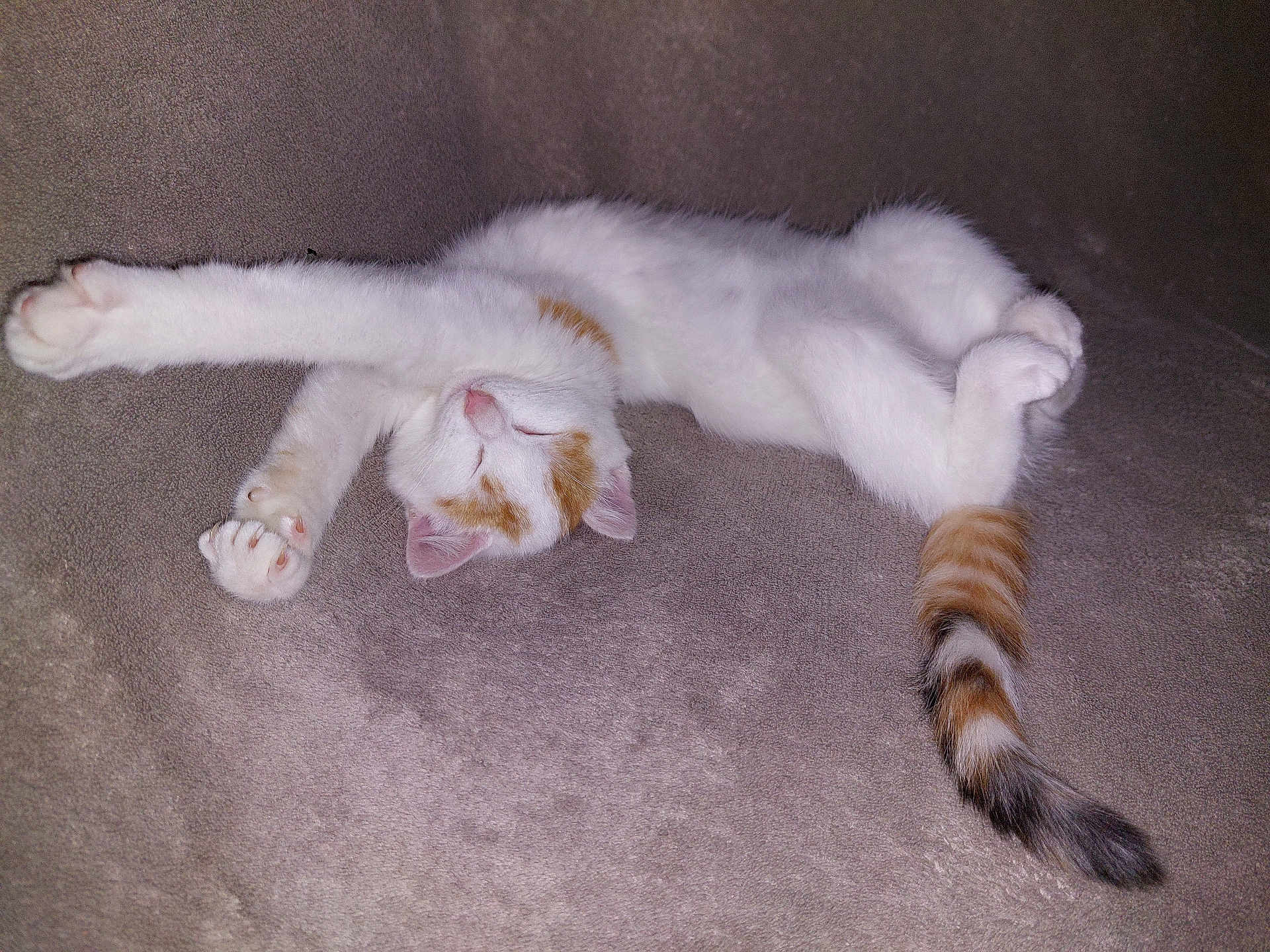 Lily a rejoint le concours — aidez-le/la à gagner de superbes lots ! cat, kitten, sleeping, stretching, white, orange, paw, fur, tail, relaxation, cozy, indoor, cute, pet, animal, soft, resting, peaceful, feline, adorable