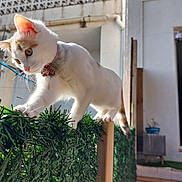 Lily participe au concours pour gagner de l'argent avec cette photo : cat, white_cat, orange_patch, collar, hedge_fence, greenery, outdoor, balancing, curious, sunlight, pet, animal, feline, whiskers, ears, tail, house, stairs, potted_plant, daylight