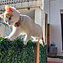 cat, white_cat, orange_patch, collar, hedge_fence, greenery, outdoor, balancing, curious, sunlight, pet, animal, feline, whiskers, ears, tail, house, stairs, potted_plant, daylight
