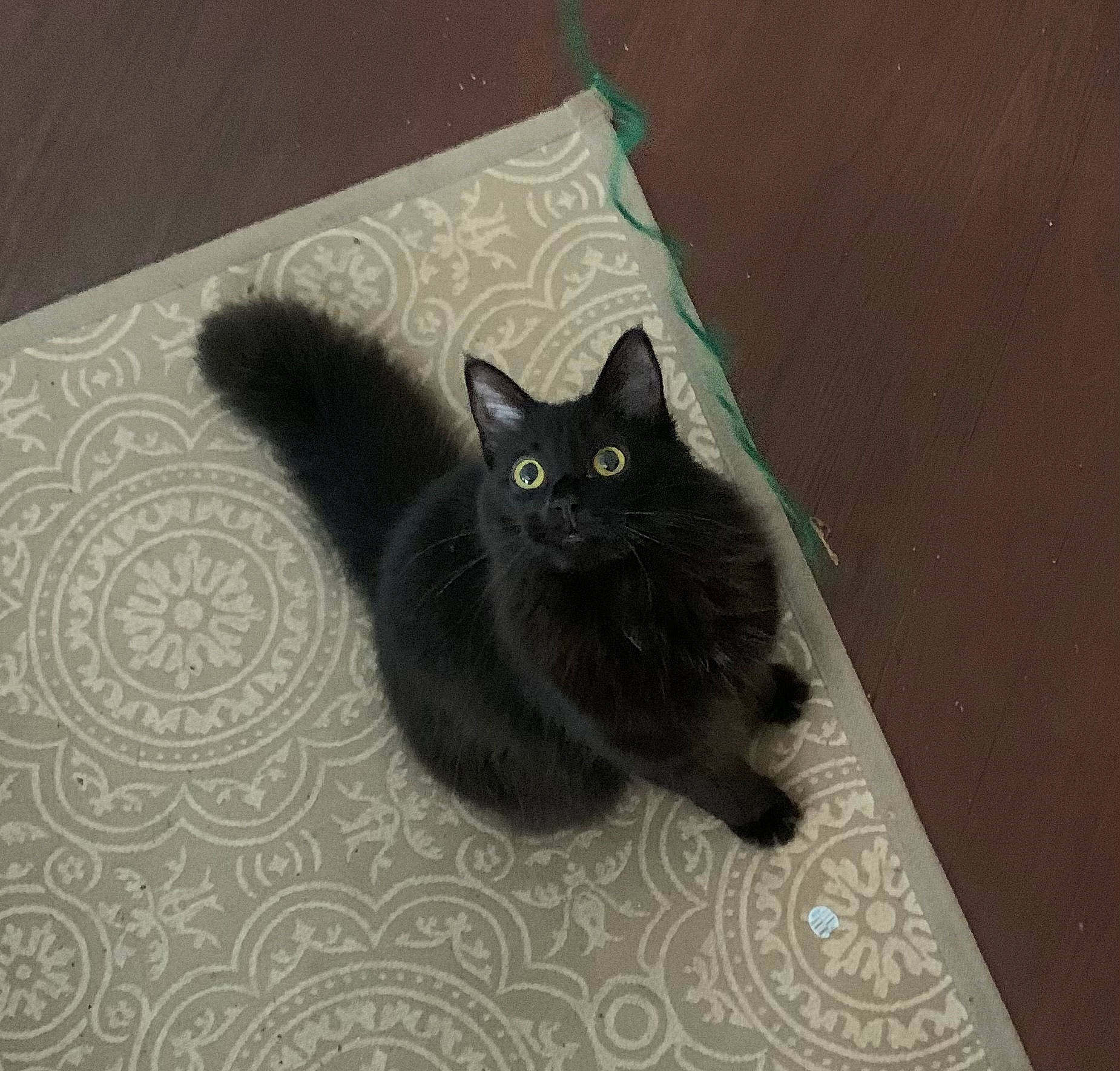 Cruella joined the competition — help win amazing prizes! black_cat, bombay, carnivore, cat, cat_furniture, comfort, domestic_short_haired_cat, felidae, floor, flooring, fur, grey, hardwood, pattern, paw, small_to_medium_sized_cats, snout, tail, whiskers, wood