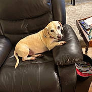 Trouble joined the competition — help win amazing prizes! dog, leather_chair, indoor, pet, brown_dog, recliner, carpet, remote_control, glasses, side_table, paper, floor, home, relaxing, looking_up, furniture, cozy, domestic, animal, cute
