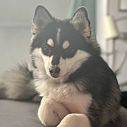 Oreo joined the competition — help win amazing prizes! black_and_white, blurred_background, close_up, couch, dog, ears, eyes, fluffy, fur, home, husky, indoor, nose, paw, pet, portrait, relaxed, siberian_husky, sitting, tail