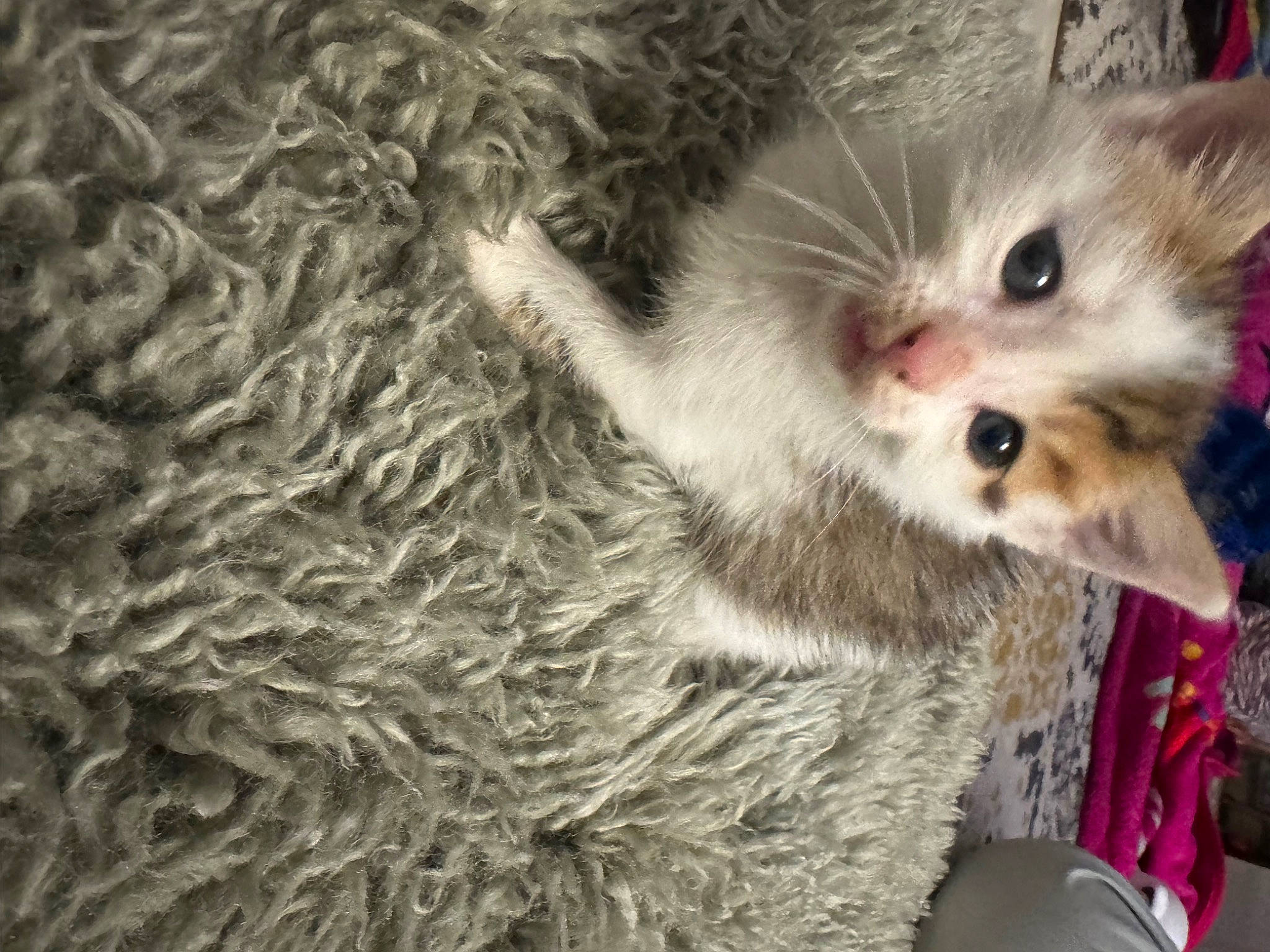 Yumi participe au concours pour gagner de l'argent avec cette photo : carnivore, cat, claw, close_up, domestic_short_haired_cat, fawn, felidae, fur, paw, photo_caption, plant, small_to_medium_sized_cats, whiskers