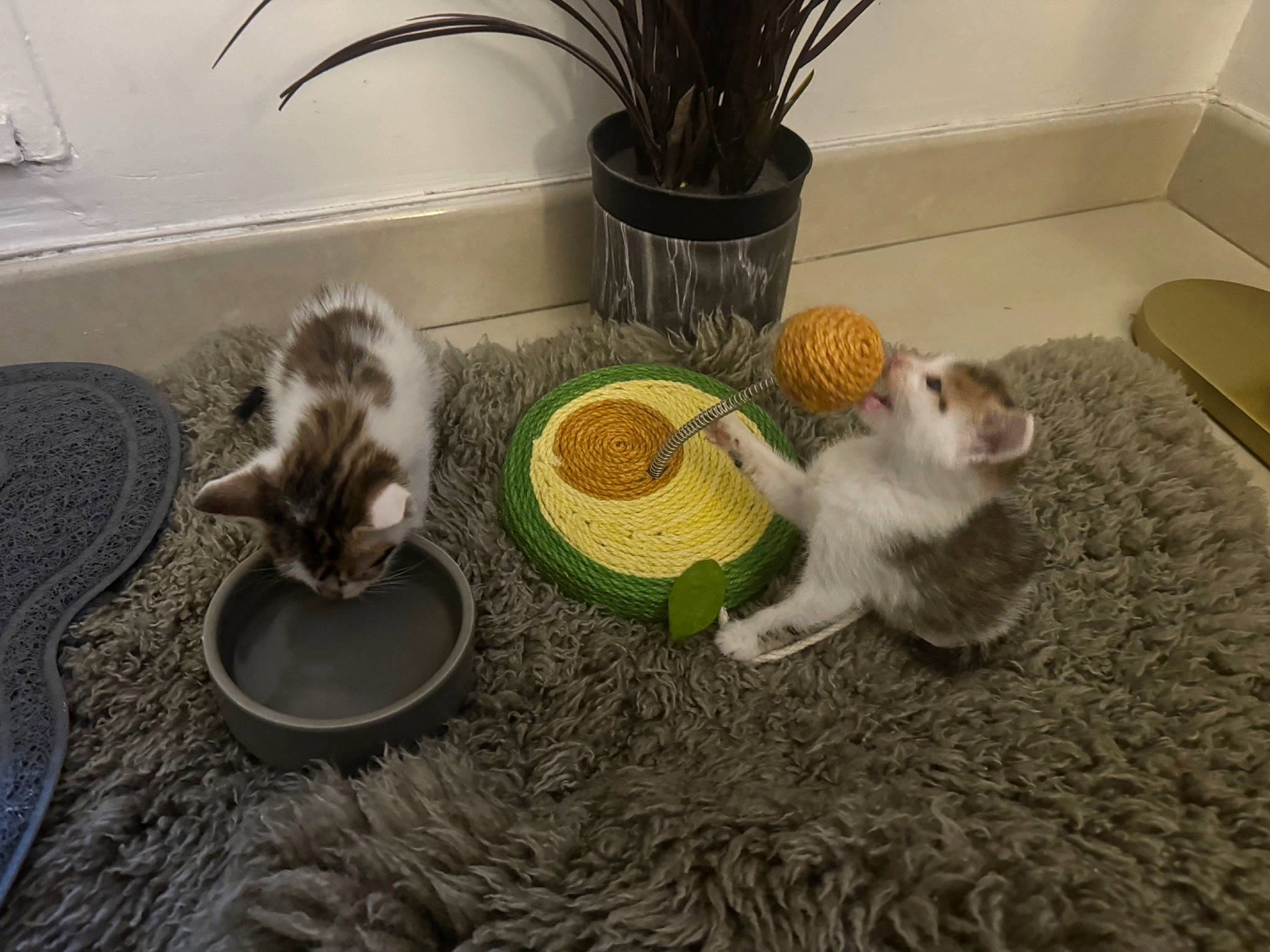 Yumi participe au concours pour gagner de l'argent avec cette photo : animal_feed, cage, carnivore, cat, cat_supply, felidae, flooring, flowerpot, fur, grass, houseplant, pet_food, pet_supply, plant, serveware, small_animal_food, small_to_medium_sized_cats, tableware, tail, whiskers