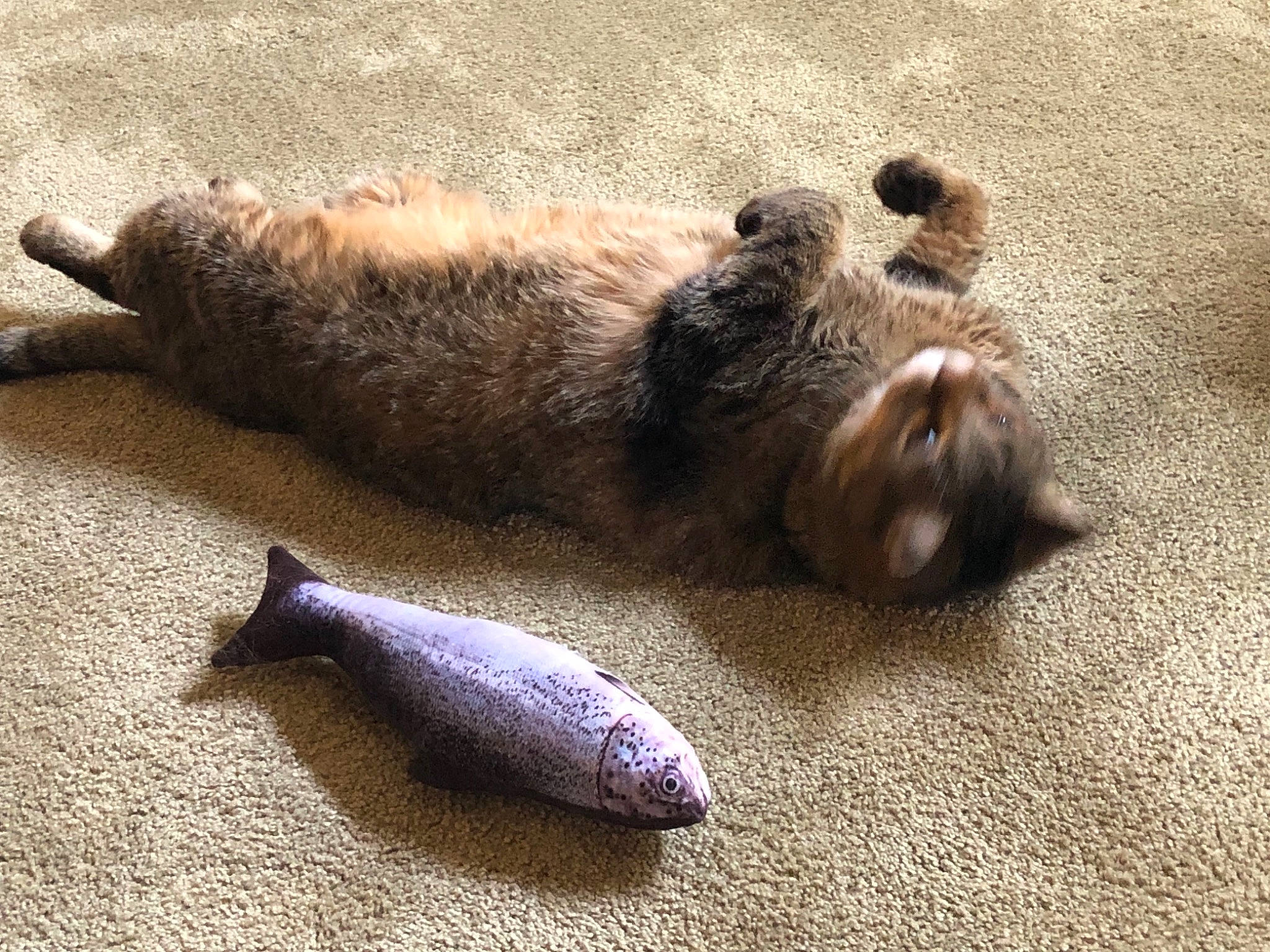 Daisy joined the competition — help win amazing prizes! california_sea_lion, carnivore, claw, comfort, dog_breed, earless_seal, fawn, fur, fur_seal, harbor_seal, marine_mammal, mustelidae, paw, seal, snout, steller_sea_lion, tail, terrestrial_animal, whiskers, wildlife