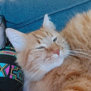 Simba participe au concours pour gagner de l'argent avec cette photo : cat, orange_tabby, fluffy, relaxed, sleepy, indoor, couch, person, colorful_clothing, pattern, whiskers, ears, furniture, close_up, pet, domestic_cat, resting, comfort, feline, home