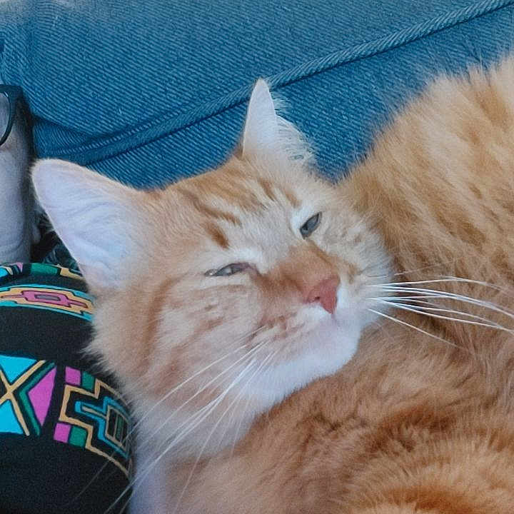 Simba participe au concours pour gagner de l'argent avec cette photo : cat, close_up, colorful_clothing, comfort, couch, domestic_cat, ears, feline, fluffy, furniture, home, indoor, orange_tabby, pattern, person, pet, relaxed, resting, sleepy, whiskers