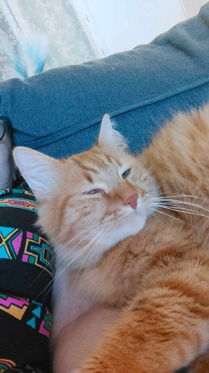 Simba participe au concours pour gagner de l'argent avec cette photo : cat, orange_tabby, fluffy, relaxed, sleepy, indoor, couch, person, colorful_clothing, pattern, whiskers, ears, furniture, close_up, pet, domestic_cat, resting, comfort, feline, home
