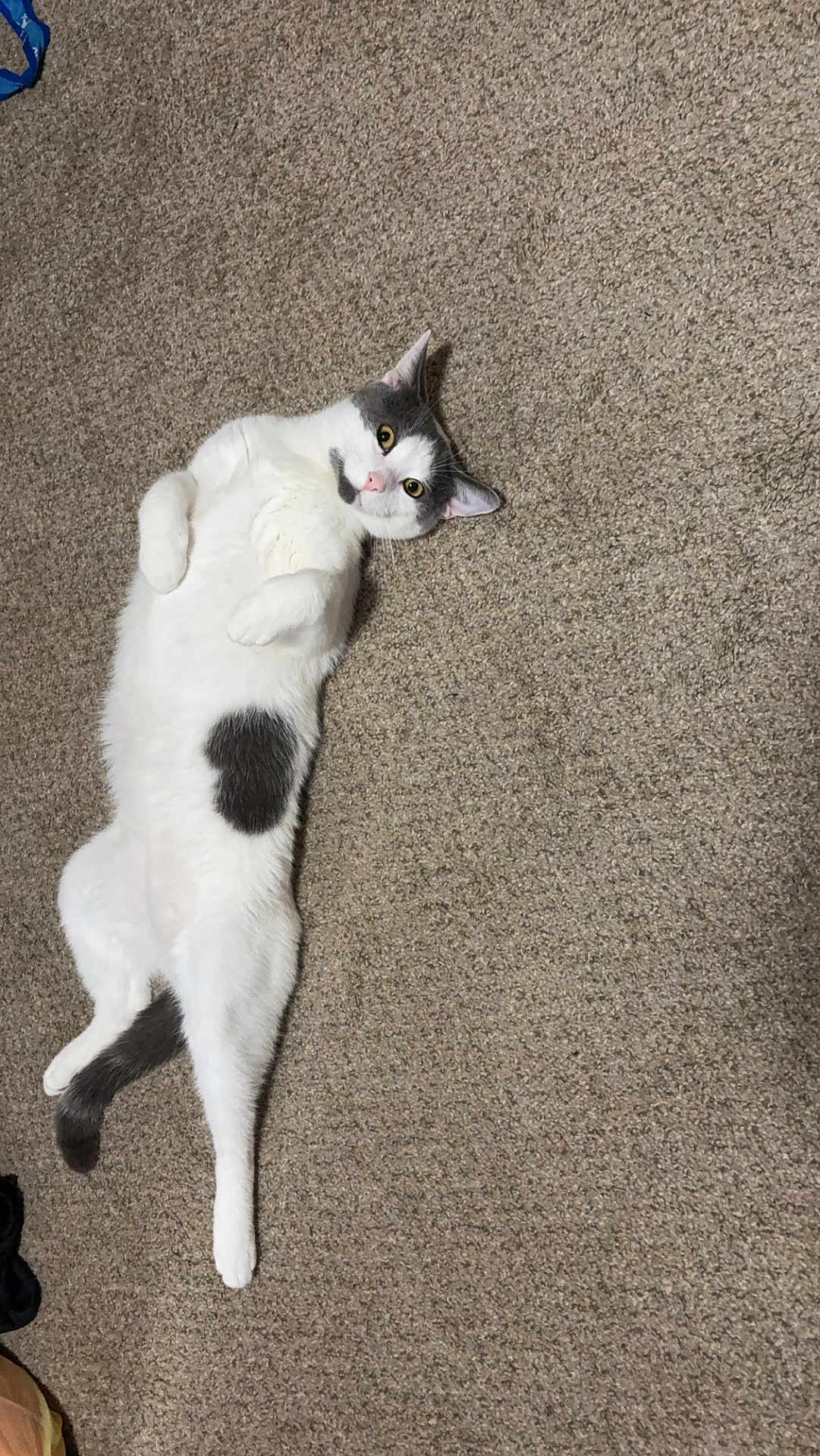 Casper is registered to the contest to win money with this photo: cat, white_cat, gray_spots, carpet, lying_down, indoor, pet, cute, curious, feline, animal, fur, whiskers, tail, relaxed, playful, eyes, ears, paws, domestic