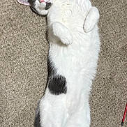 Casper joined the competition — help win amazing prizes! cat, white, gray, carpet, lying_down, relaxed, pet, fur, animal, cute, sleeping, indoor, whiskers, paws, tail, domestic, cozy, soft, resting, content