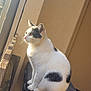 cat, white_cat, black_spots, sitting, outdoor, sunlight, animal, pet, feline, tail, whiskers, ears, side_view, window, wall, wood, metal_surface, daylight, calm, peaceful