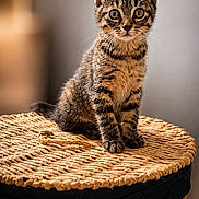 Gnocchi a rejoint le concours — aidez-le/la à gagner de superbes lots ! animal, basket, cat, curious, cute, ears, eyes, feline, fur, indoor, kitten, lid, pet, portrait, sitting, tabby, warm_lighting, whiskers, woven, young