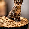 animal, basket, cat, curious, cute, ears, eyes, feline, fur, indoor, kitten, lid, pet, portrait, sitting, tabby, warm_lighting, whiskers, woven, young