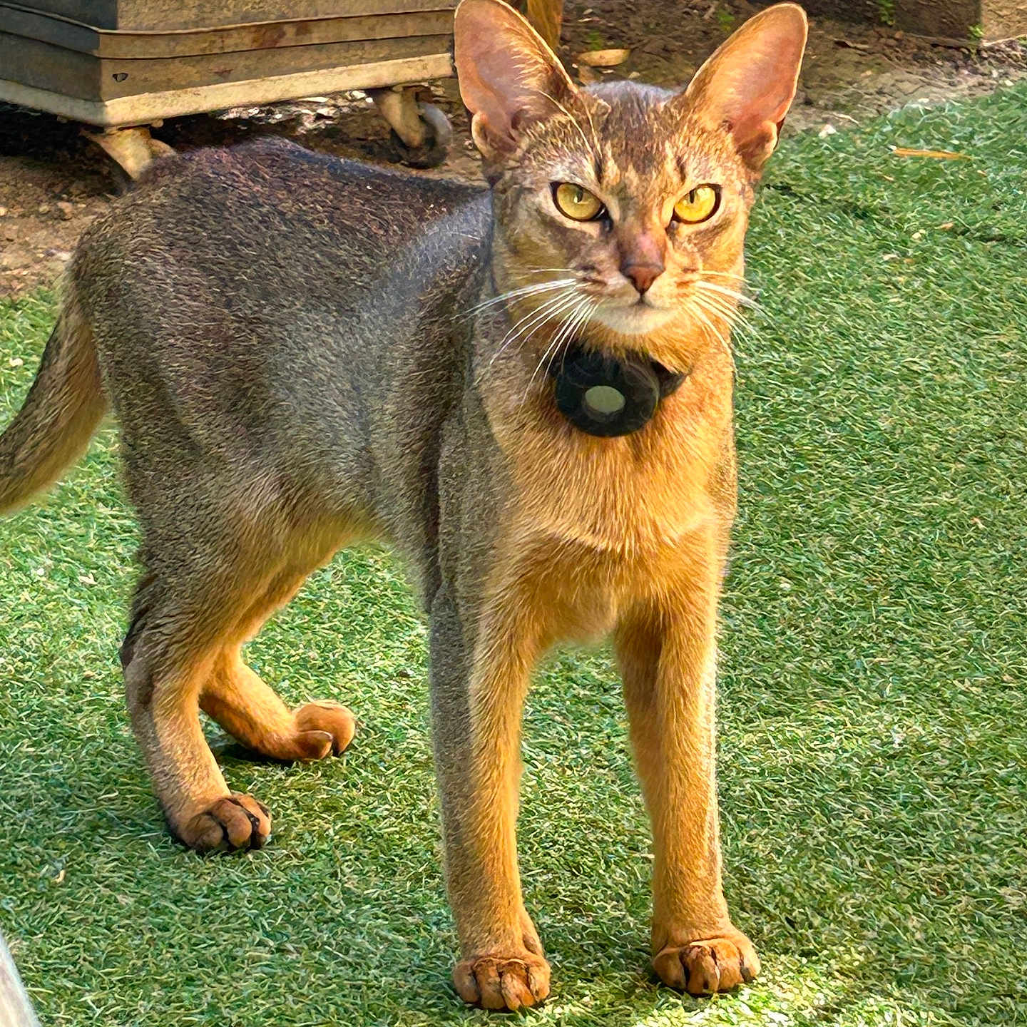 Utopia participe au concours pour gagner de l'argent avec cette photo : cat, animal, pet, outdoor, grass, sunlight, ears, collar, feline, alert, standing, curious, nature, green, whiskers, closeup, shadow, portrait, domestic, background