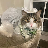 Mio is registered to the contest to win money with this photo: cat, pet, costume, wedding, veil, tiara, indoor, window, bed, fur, animal, cute, portrait, domestic, feline, resting, decorative, white, gray, ribbon