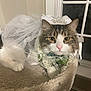 cat, pet, costume, wedding, veil, tiara, indoor, window, bed, fur, animal, cute, portrait, domestic, feline, resting, decorative, white, gray, ribbon