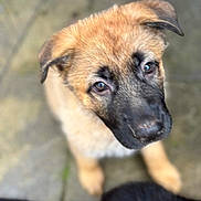 Luna joined the competition — help win amazing prizes! accessories, animal, boxer, bulldog, canine, dog, germanshepherd, greatdane, hound, labradorretriever, pet, policedog, pug, puppy, snout, strap